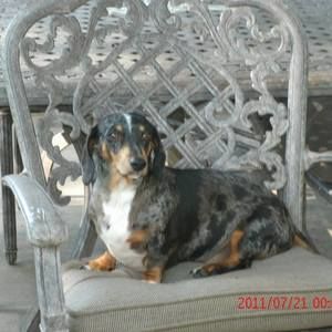 Meet your Posher, Shirley